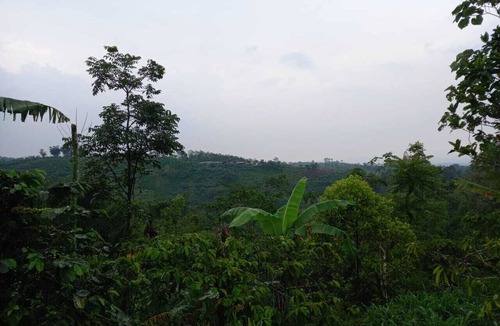 Wonosari House | java break away