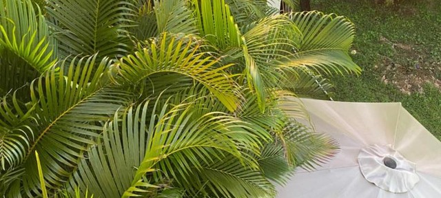 Casa Ingrid "Tambran and Coconut" in San Andrés