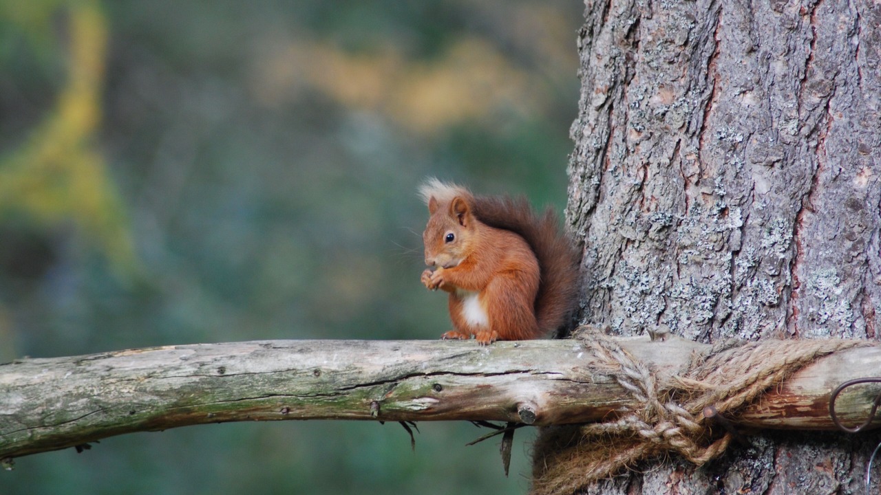 Photo of Outdoor in Blairgowrie